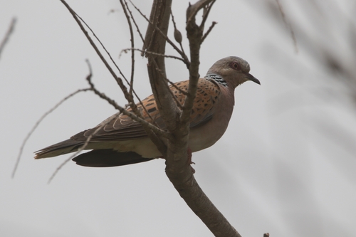European Turtle-Dove