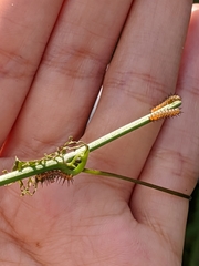 Heliconius charithonia