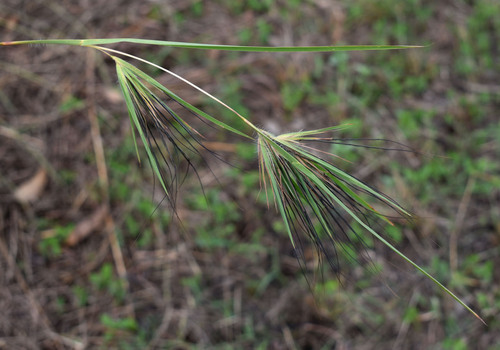 Themeda arguens observed 2026-04-26