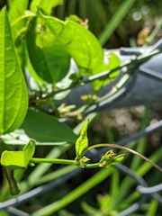 Heliconius charithonia