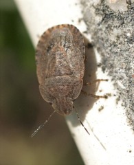 Sciocoris microphthalmus