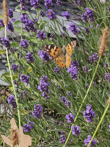 Painted Lady