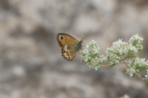 Dusky Heath