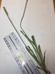 Plantago wrightiana