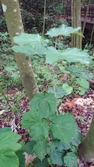 Pterospermum acerifolium