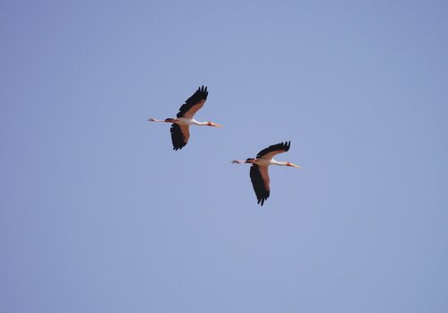 Yellow-billed Stork