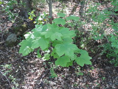 Acer opalus obtusatum