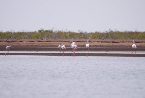 Greater Flamingo