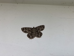 Lepidoptera