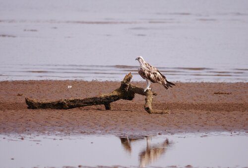 Osprey