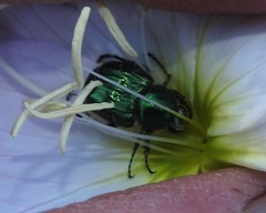 Trichiotinus lunulatus