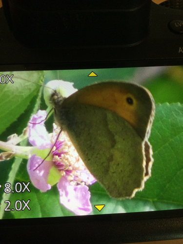 Meadow Brown