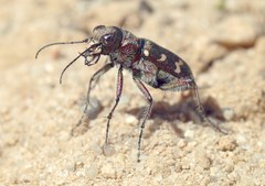 Cicindela soluta