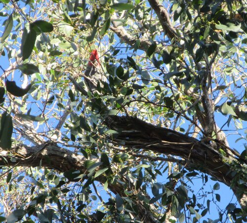 Gang-gang Cockatoo