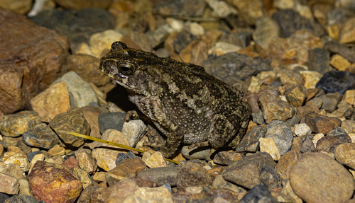 Ingerophrynus philippinicus observed 2026-06-21