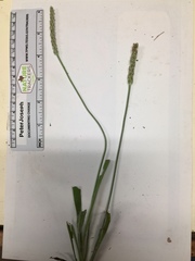 Plantago wrightiana