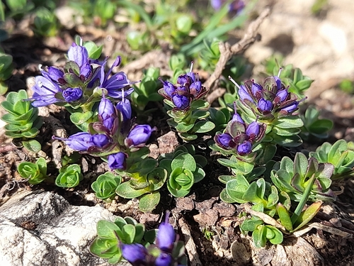 Veronica nummularia, photograph 3