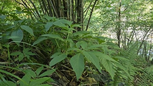 Scopolia carniolica