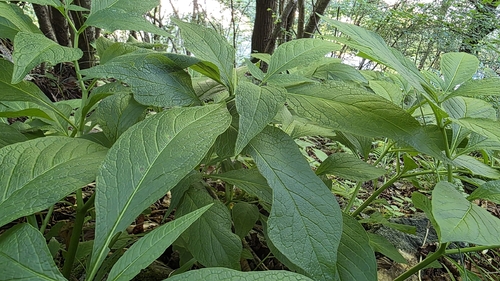 Scopolia carniolica, photograph 1