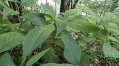 Scopolia carniolica, photograph (c) Arianna, some rights reserved (CC BY)