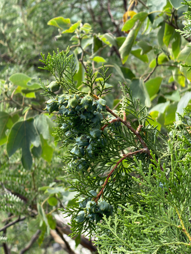 Chinese arborvitae