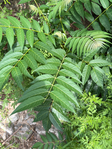 tree-of-heaven