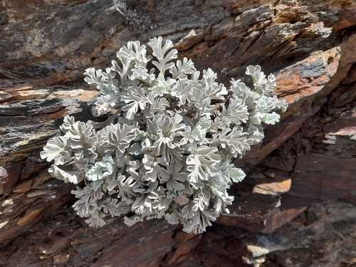 Jacobaea leucophylla, photograph 4