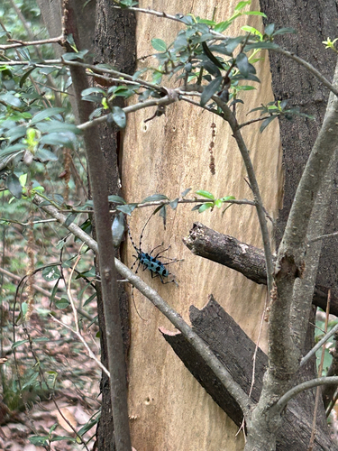 Black-spotted Blue Longicorn
