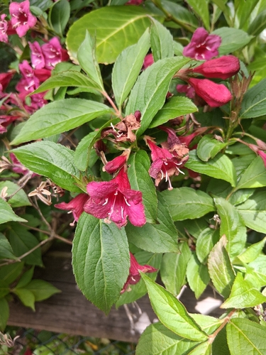 Weigela florida