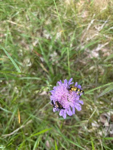 Spotted Longhorn Beetle