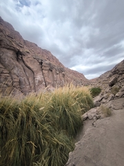Cortaderia atacamensis, photograph Bárbara Verdinha, CC BY, iNaturalist via GBIF