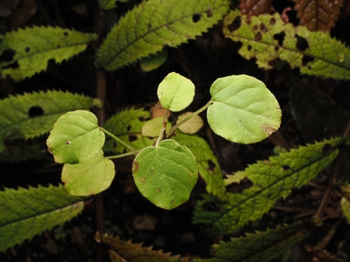 Fuchsia perscandens