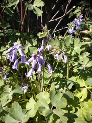 Hyacinthoides non-scripta