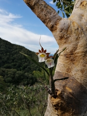 Galeandra