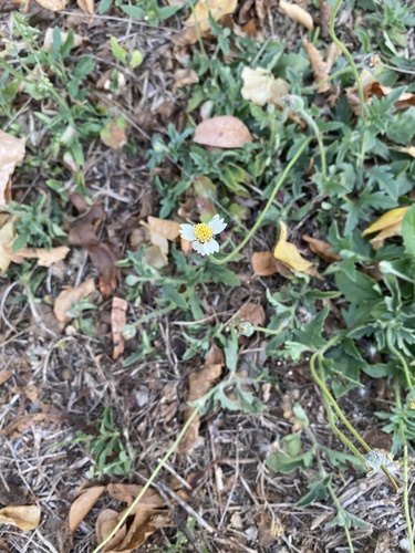 Tridax Daisy