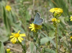 Pseudophilotes bavius