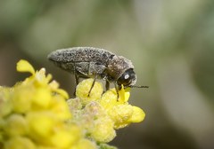 Acmaeoderella