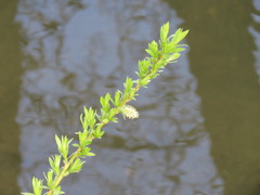 Salix viminalis