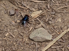 Compsomyiops callipes