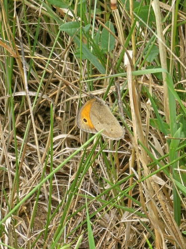 Meadow Brown
