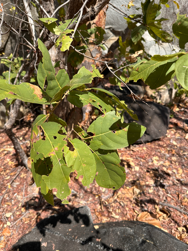 Combretum collinum