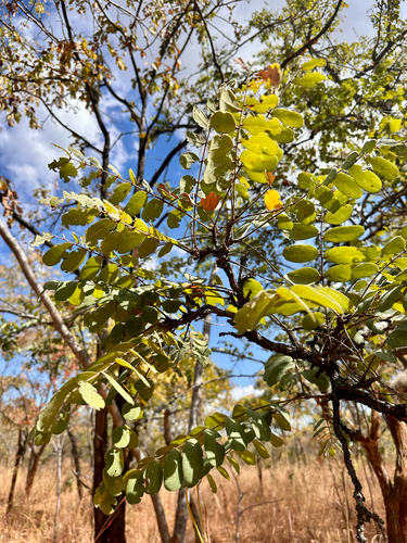 Dalbergiella nyasae