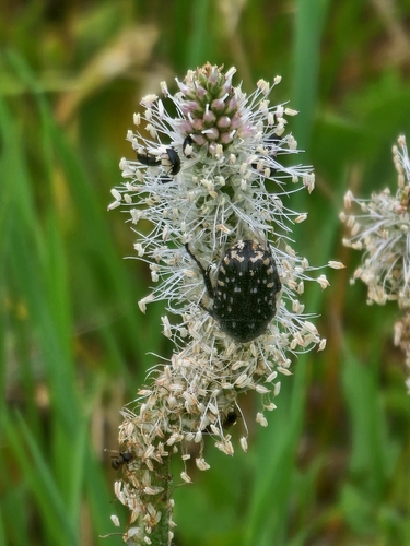 Mediterranean Spotted Chafer