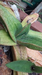 Gasteria