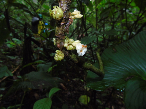 Cyrtandra sulcata