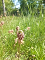 Sanguisorba minor