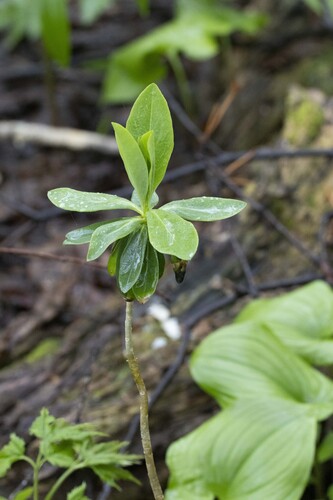 Daphne pseudomezereum observed 2026-06-16