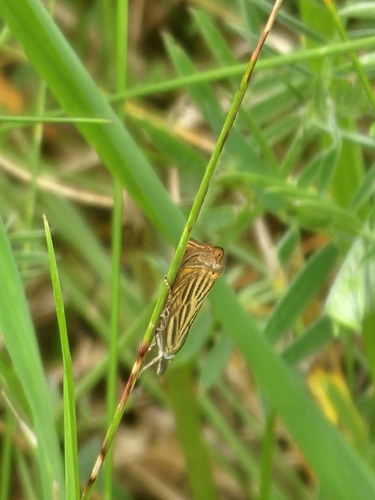 Garden Grass-veneer