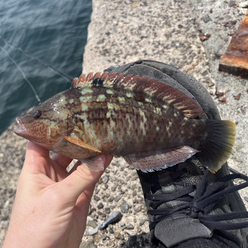 Japanese wrasse (Pseudolabrus japonicus) — Labridae — 3