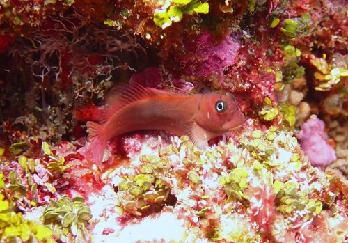Cirripectes variolosus observed 2026-06-22